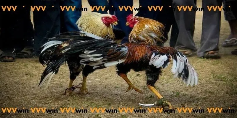Đá Gà Trực Tiếp Cựa Dao