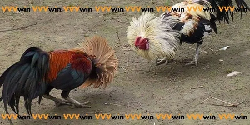 Trực tiếp đá gà c1